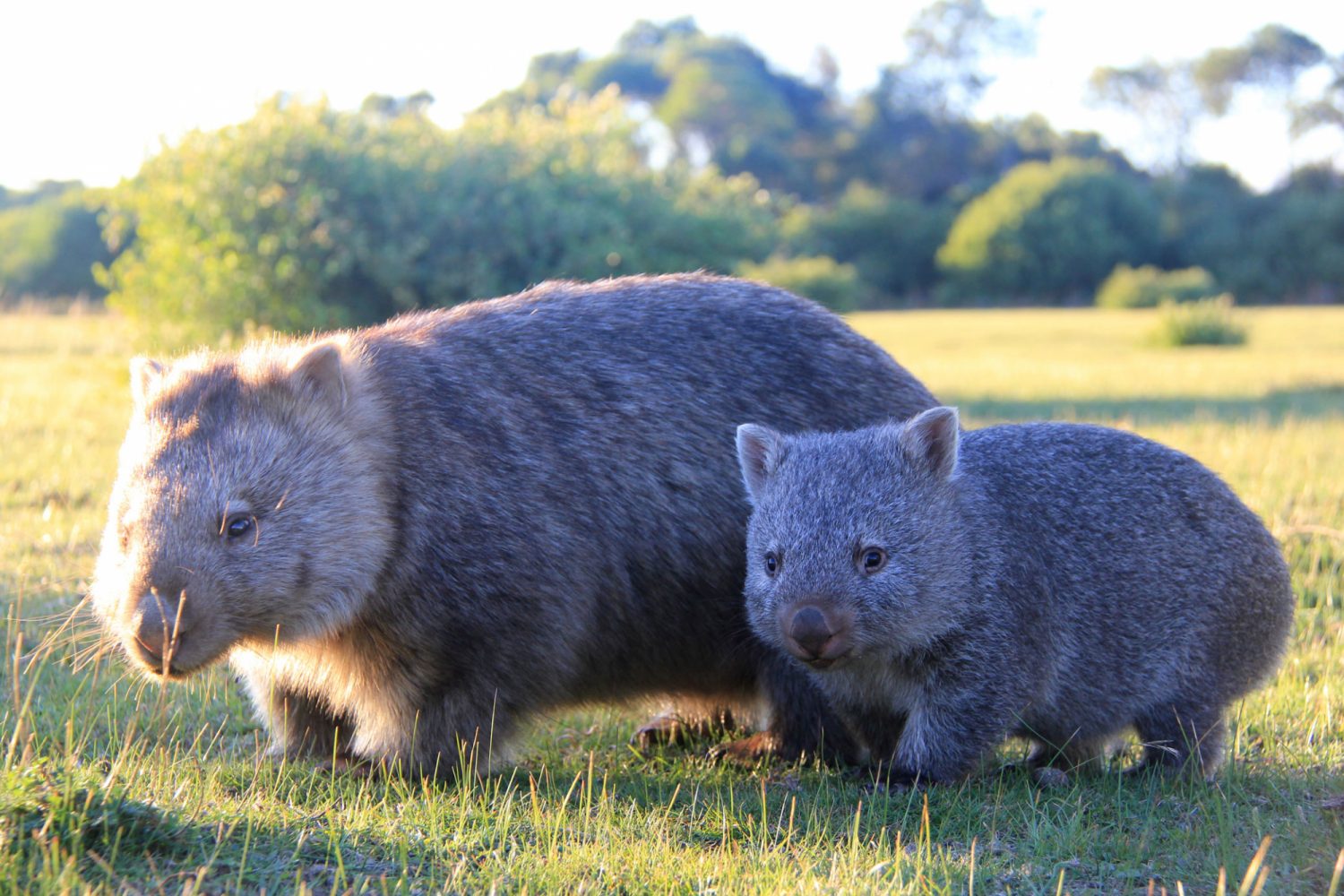 Australien erleben: Wilsons Promontory Nationalpark - Wombats Australien erleben: Wilsons Promontory Nationalpark - Wombats