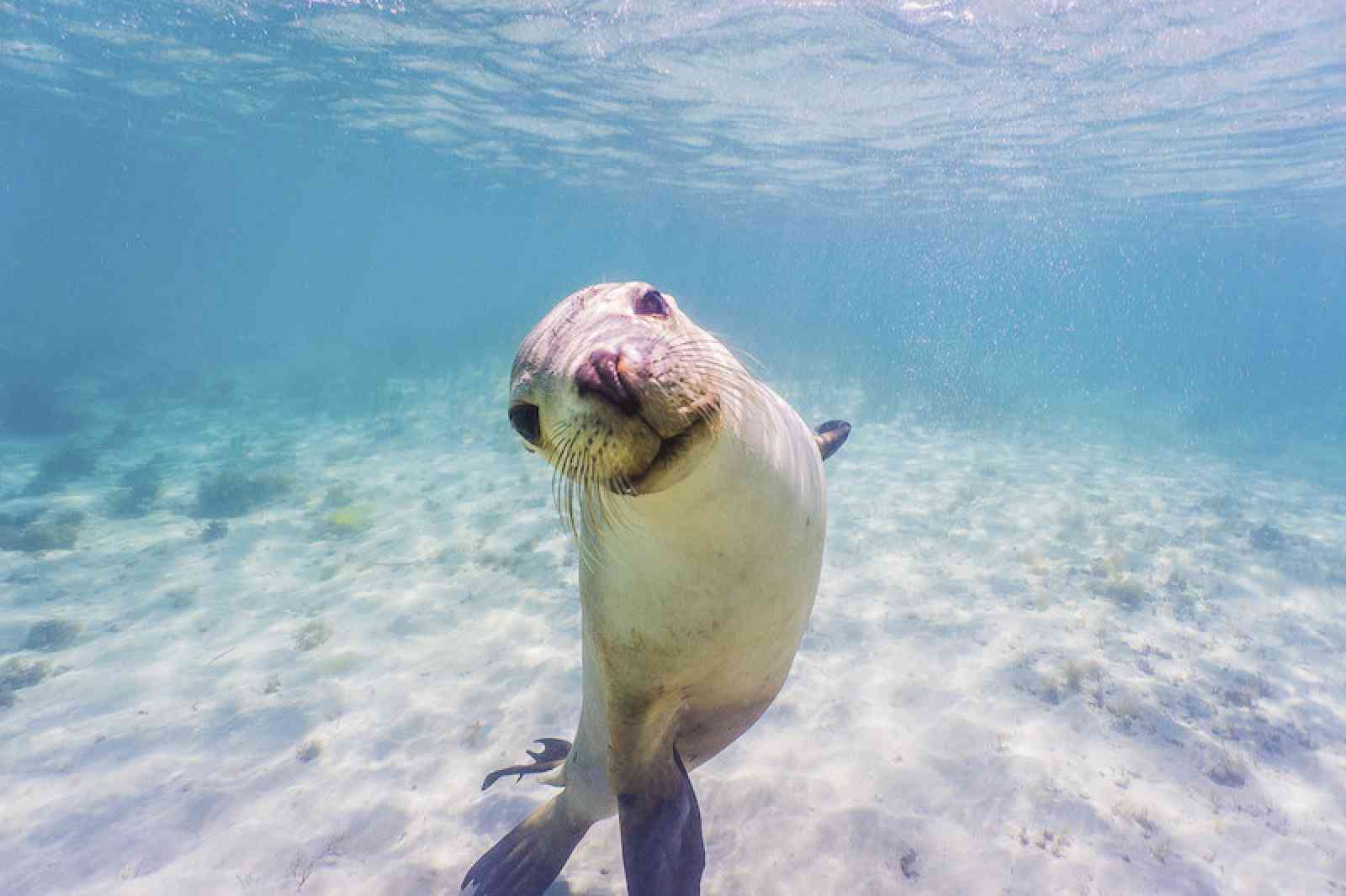 Südaustralien Wildlife: Eyre Peninsula - Schnorcheln mit Seehunden Schnorcheln mit Seehunden vor der Eyre Peninsula ist ein unvergessliches Erlebnis