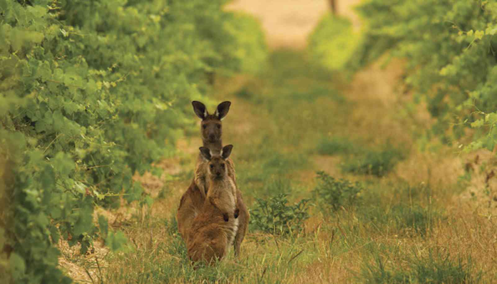Südaustralien: Kängurus zwischen Weinreben Kängurus zwischen Weinreben in Südaustralien