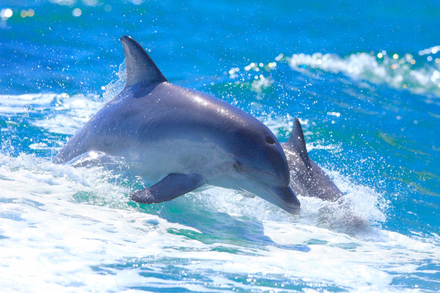 3087 Kangaroo Island Marine Adventures2 Vor der Küste Kangaroo Islands leben viele Delfine