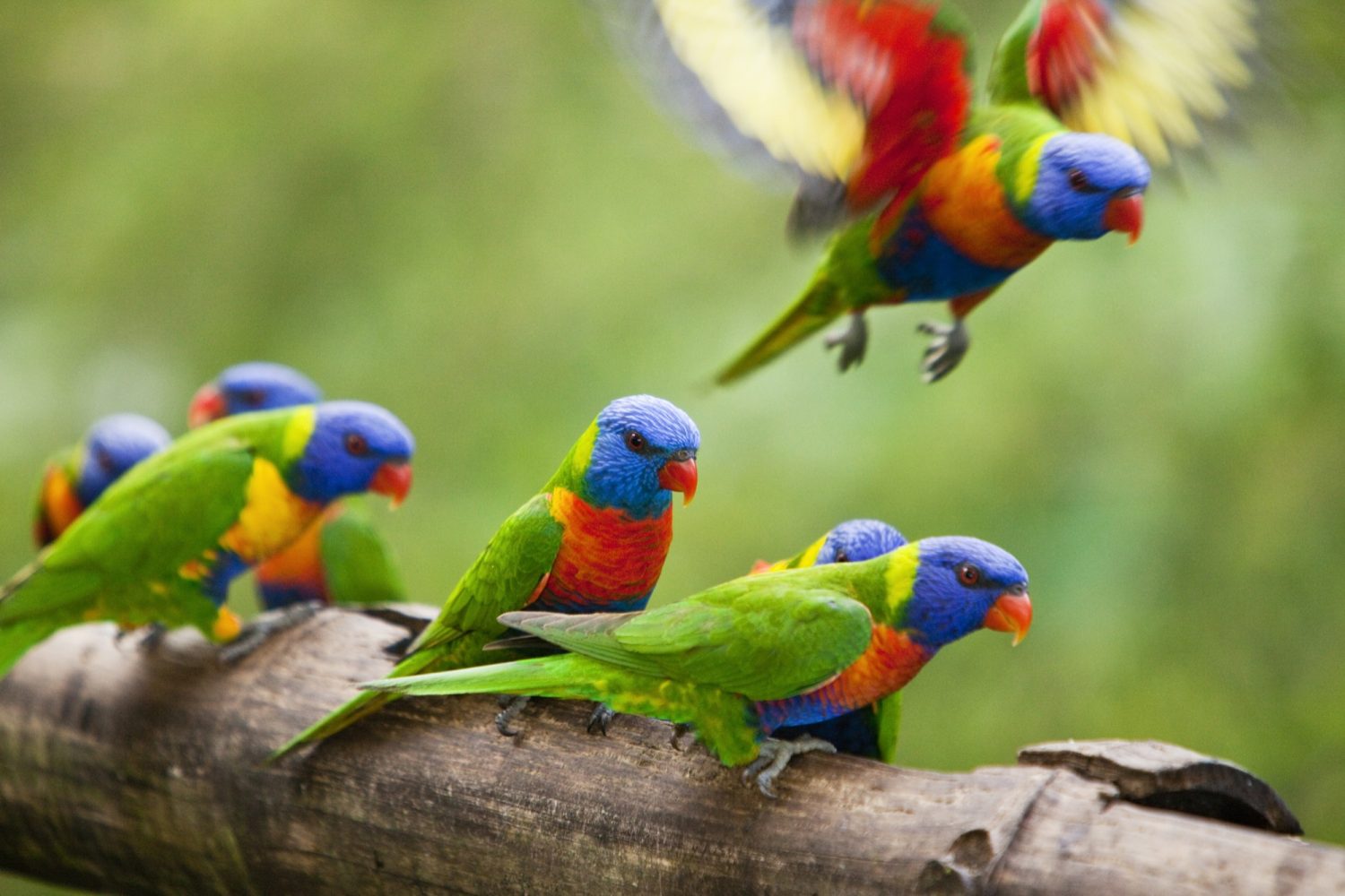 Bekijk de kleurrijke rainbow lorekeet tijdens een verblijf bij Rose Gums Wilderness Retreat in Australië Spot de kleurrijke Rainbow Lorekeet tijdens een verblijf bij Rose Gums Wilderness Retreat