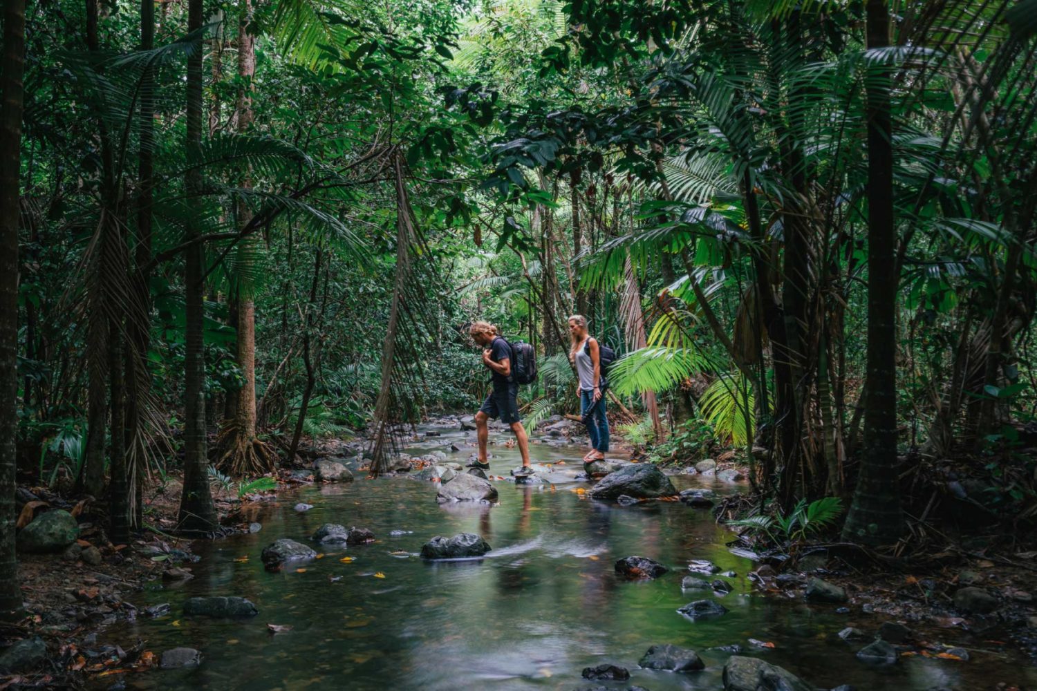 Wandelen door het oudste regenwoud ter wereld in het Daintree National Park in Australië Wandelen door het oudste regenwoud ter wereld