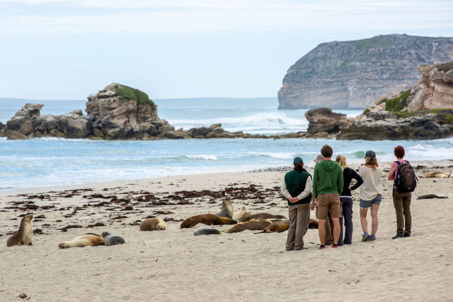 Strand mit Robben auf Kangaroo Island Eine Gruppe von Menschen steht am Strand mit Robben auf Kangaroo Island