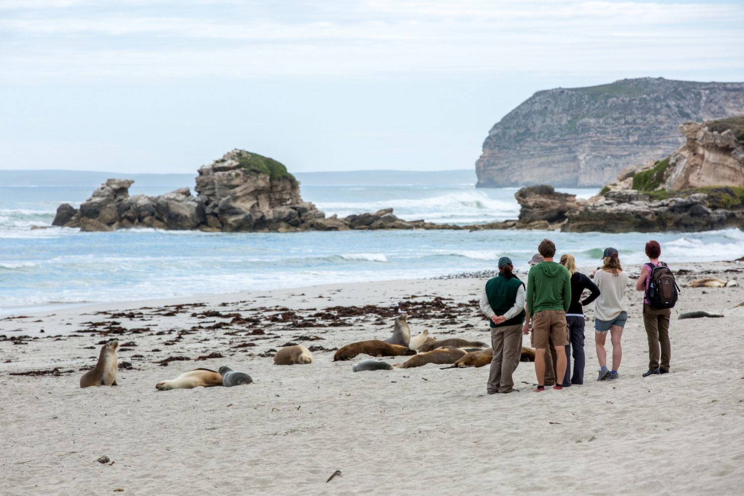 Kangaroo Island Kangaroo Island