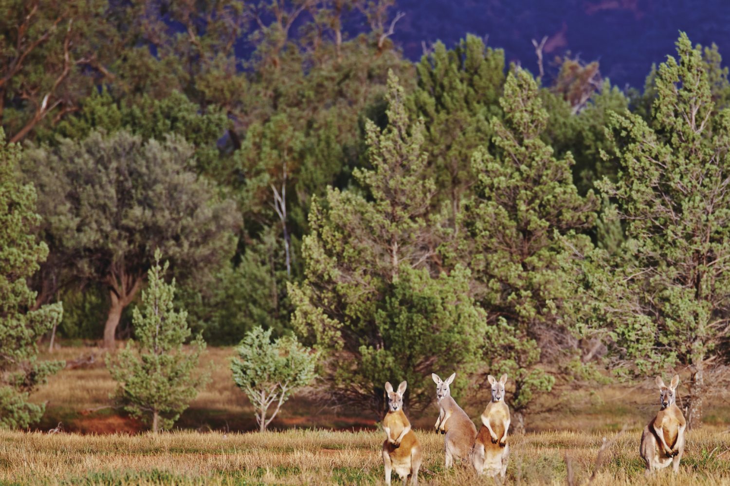 Flinders Ranges Nationalpark - Kängurus Kängurus in den Flinders Ranges