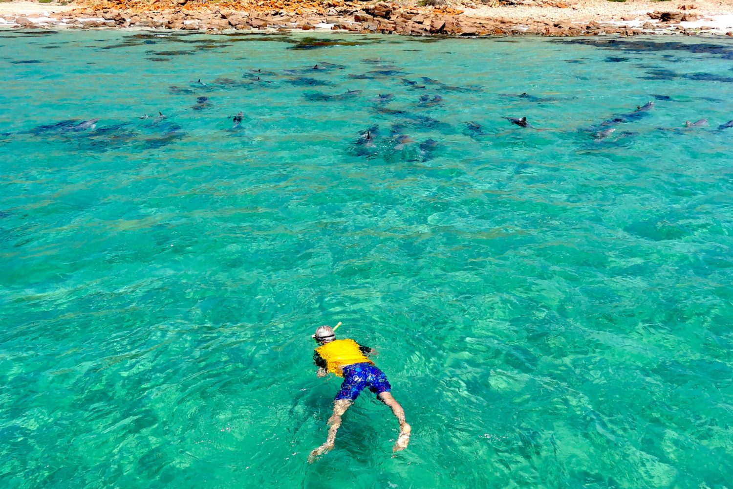 Kangaroo Island Marine Adventures - Dolphin Experience Tour With Dolphin Swim Mit Delfinen schwimmen auf der Kangaroo Island Marine Adventures Tour