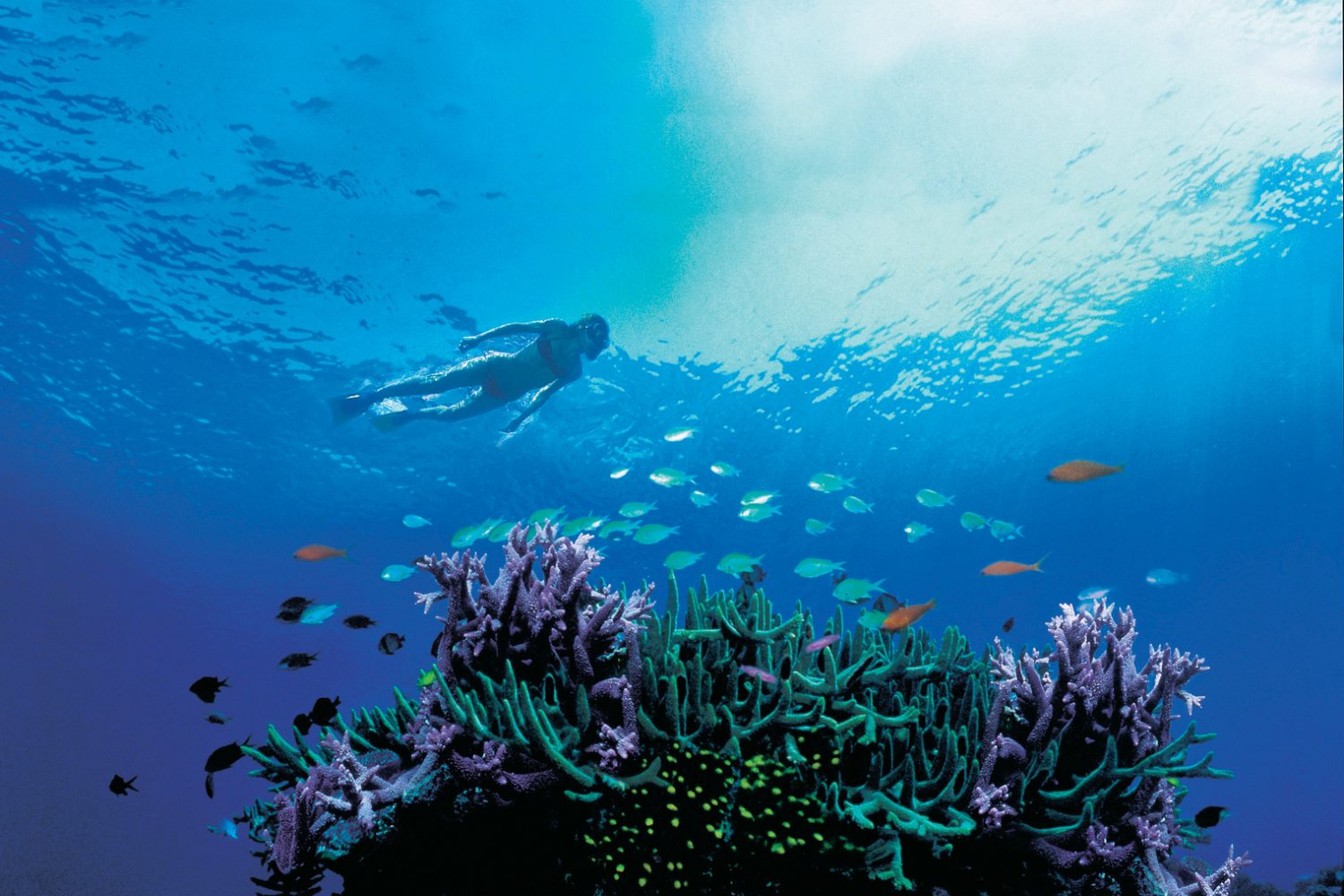 Whitsunday sailing adventures Bekijk het onderwaterleven van het Great Barrier Reef
