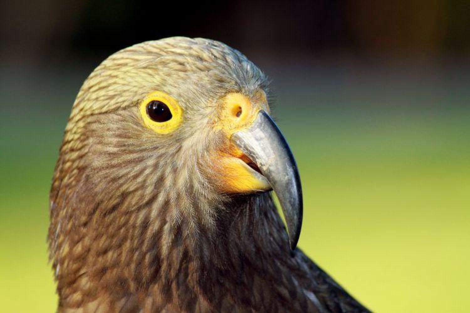 Neuseeland: Kea Vogel Grüner Bergpapagei Kea